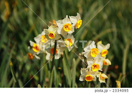 淡路島黒岩水仙郷のスイセン 2334095