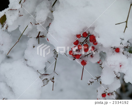 雪と南天 2334192