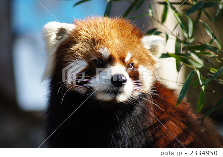 レッサーパンダ アライグマ科 希少動物の写真素材 レッサーパンダ アライグマ科 希少動物の写真素材