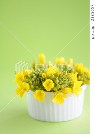 花瓶に生けた菜の花の写真素材