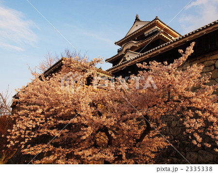桜の上の松山城 2335338