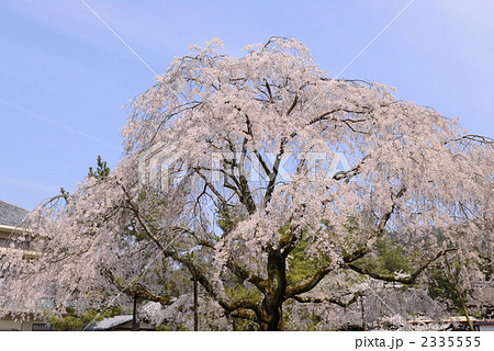 南禅寺の枝垂れ桜 南禅寺の枝垂れ桜 2335555