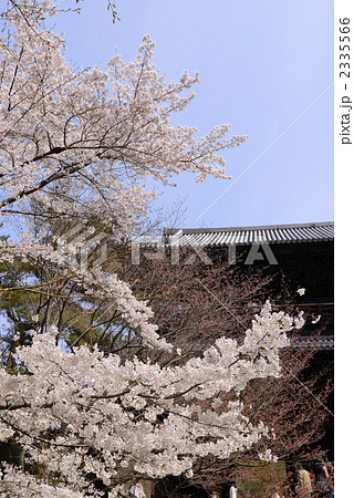 南禅寺 三門の桜 南禅寺 三門の桜 2335566