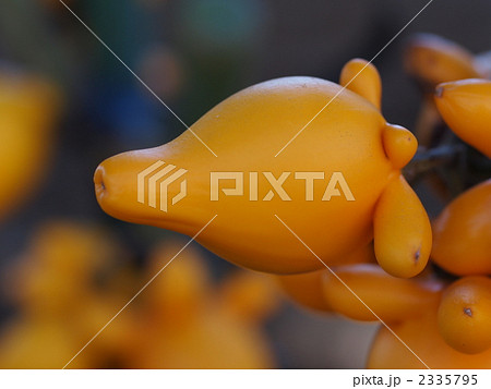 フォックスフェイスの実 2335795