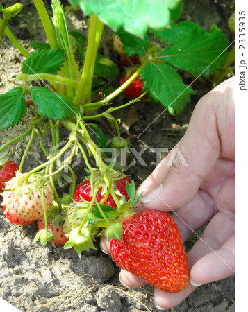 家庭菜園のイチゴの収穫 家庭菜園のイチゴの収穫 2335936