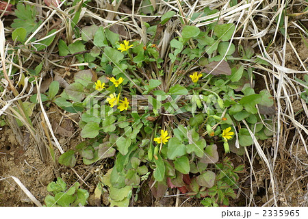 コオニタビラコ 2335965