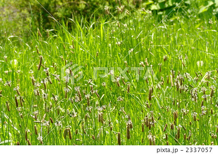 5月　ヘラオオバコ・オオバコ科04 2337057