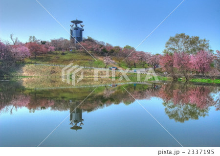 美唄市 池に映る展望台と桜 01 2337195