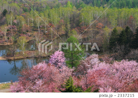 美唄市 東明公園の新緑と桜（横） 2337215