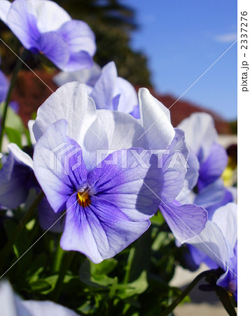 パンジー 2337276