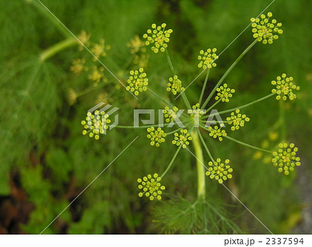 ディル　Dill　 の蕾 2337594