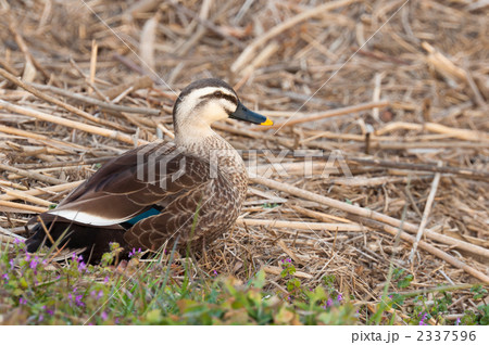 岸で休むカルガモ 2337596