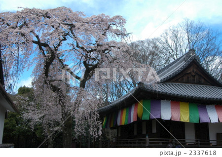 京都　醍醐寺　報恩院と桜 2337618