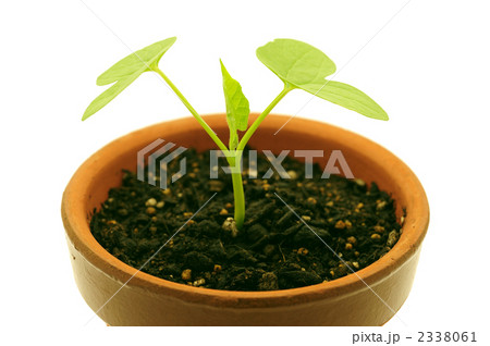 朝顔の双葉 朝顔の双葉 2338061