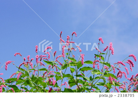 オオケタデ 2338705