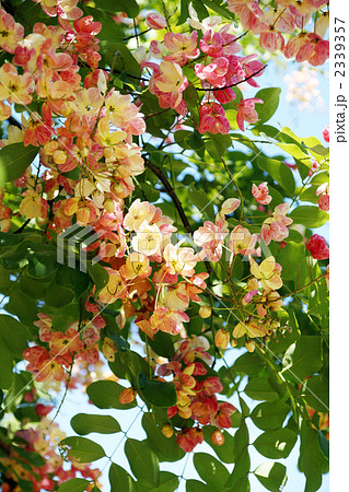 レインボーシャワー ハワイ オアフの写真素材 レインボーシャワー ハワイ オアフの写真素材