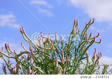 ノゲイトウ・ホルン 2339551