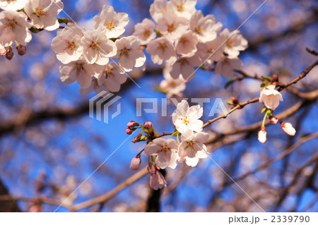 ソメイヨシノ 2339790