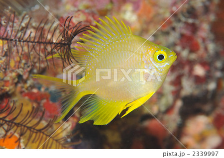 ヤマブキスズメダイ ヤマブキスズメダイ 2339997