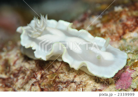 シロタエイロウミウシ 2339999