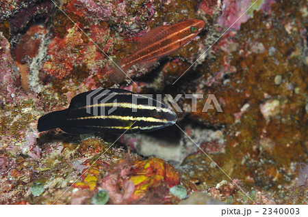 ナンヨウブダイ ナンヨウブダイ 2340003