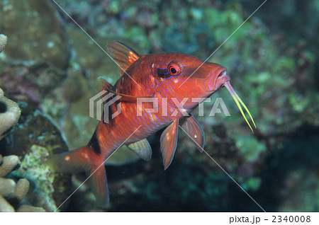 オジサン 2340008