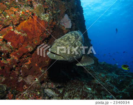 ヤイトハタ 2340034