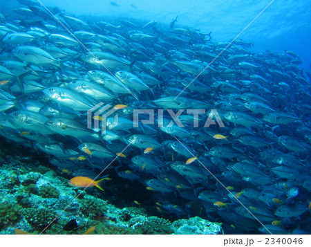 ギンガメアジ 2340046