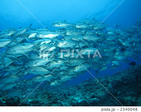 ギンガメアジ 2340048