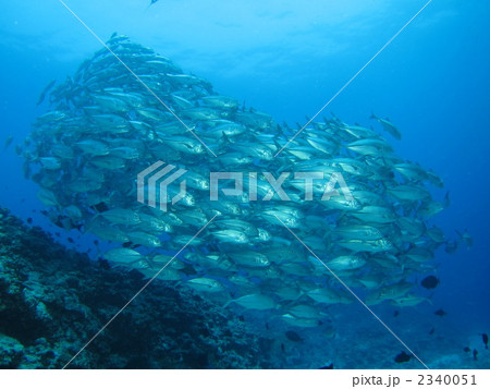 ギンガメアジ ギンガメアジ 2340051