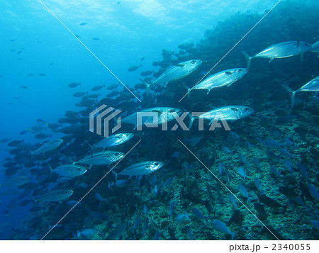 イソマグロ 2340055