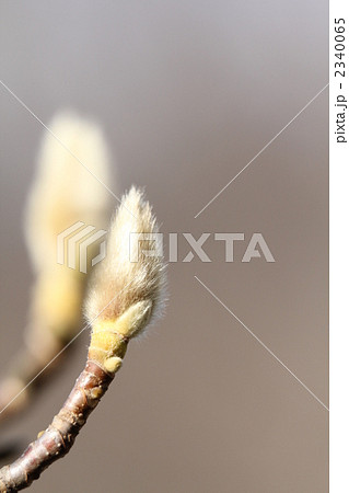 白モクレンのつぼみ 2340065