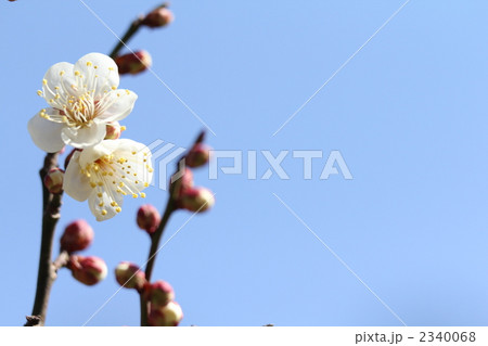流芳(梅)の開花 流芳(梅)の開花 2340068
