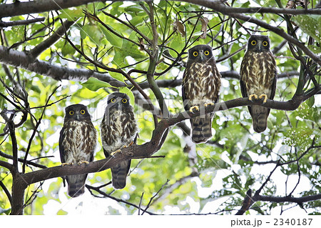 アオバズク4兄弟 2340187