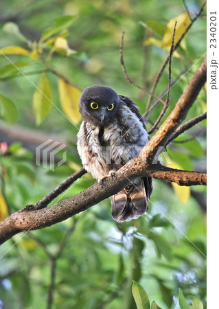 アオバズクの雛 2340201