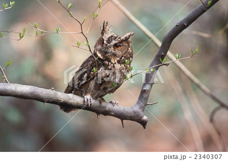 オオコノハズク オオコノハズク 2340307
