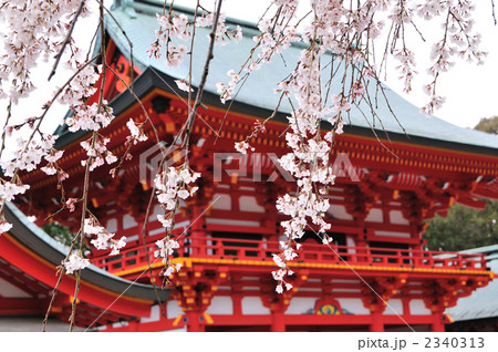 近江神宮の桜 近江神宮の桜 2340313