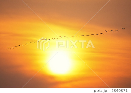 夕日とマガン 2340371