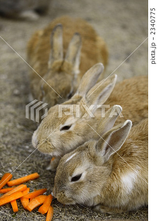 うさぎ3羽 うさぎ3羽 2340775