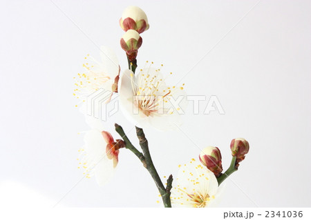 白梅の花  白梅の花  2341036