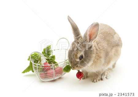 ウサギとラディッシュ 2341573