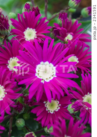 サイネリア サイネリア 2341591