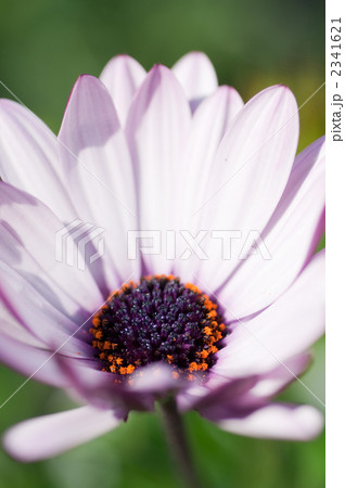 ディモルフォセカ 2341621