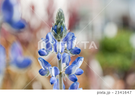 ルピナス 2341647