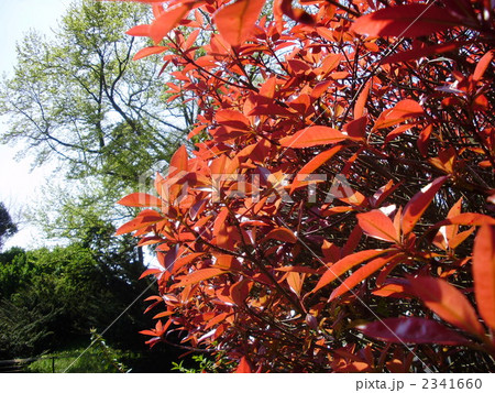 ベニカナメモチ 2341660