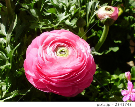 ラナンキュラスの花 ラナンキュラスの花 2341748