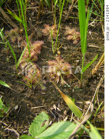 コモウセンゴケ 2341884