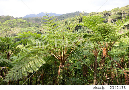 ヘゴが生い茂る亜熱帯の原生林 ヘゴが生い茂る亜熱帯の原生林 2342138