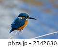 カワセミ 2342680