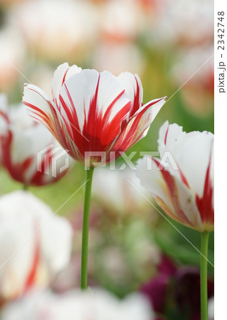 チューリップ　赤白　 2342748